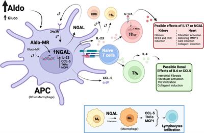 Neutrophil gelatinase–associated lipocalin as an immunomodulator in endocrine hypertension